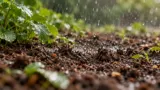 Gotas de chuva atingem solo escuro e folhas verdes após um período seco