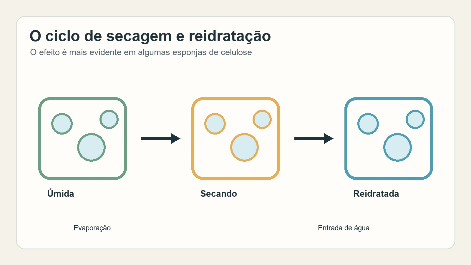 Diagrama em três etapas mostra uma esponja úmida, a secagem e a reidratação